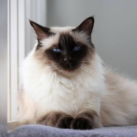 Balinese Cat Breed