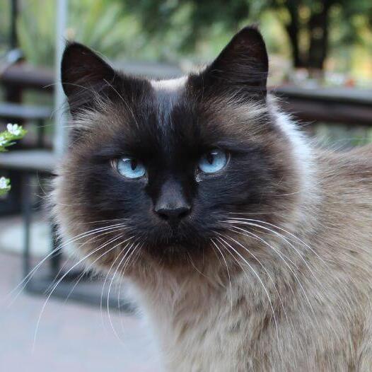 Balinese Cat Breed