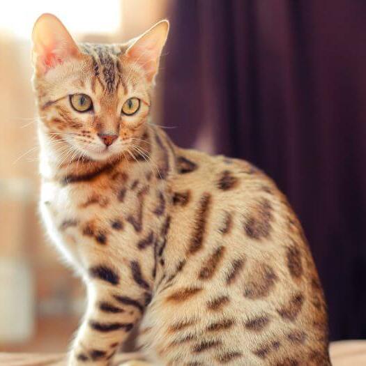 are bengal cats like dogs