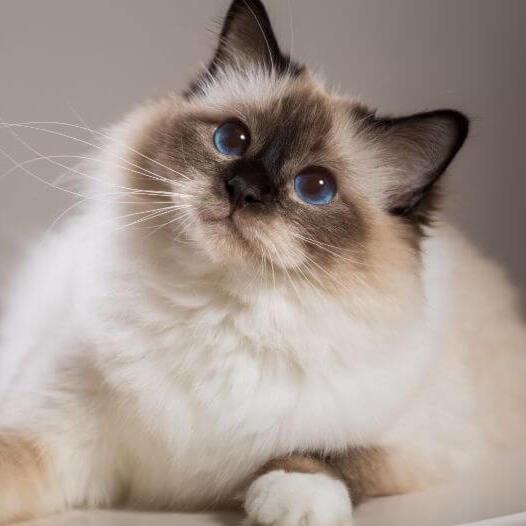 Birman Cat Breed