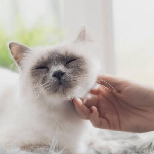 Birman Cat Breed