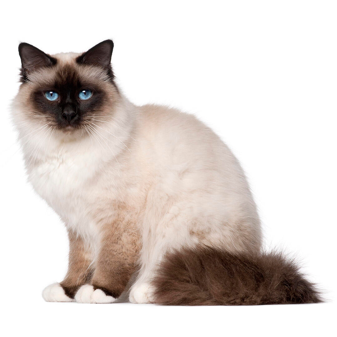 Birman Cat Breed