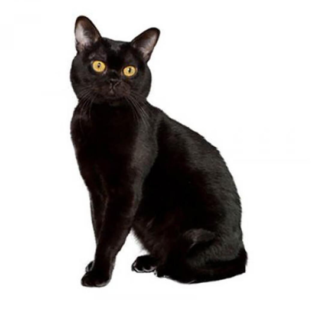 Bombay Cat Breed