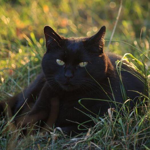 Bombay Cat Breed