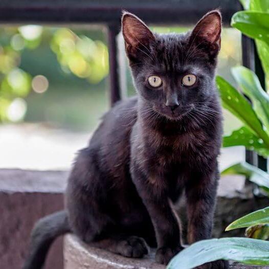 Bombay Cat Breed