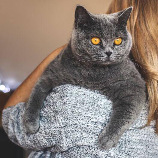 British Shorthair Cat Breed