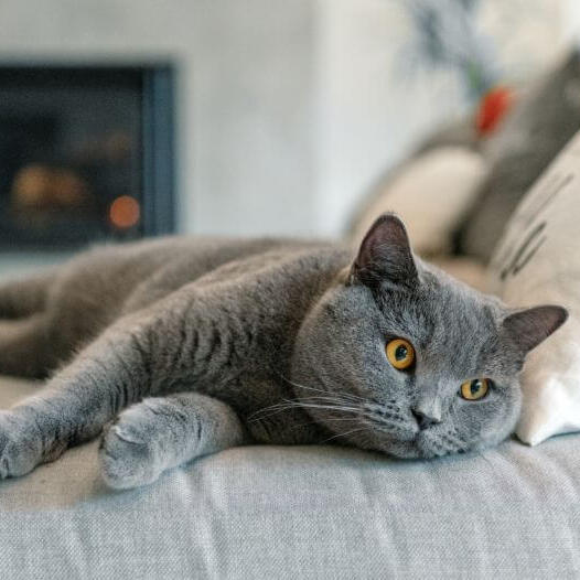 British Shorthair Cat Breed