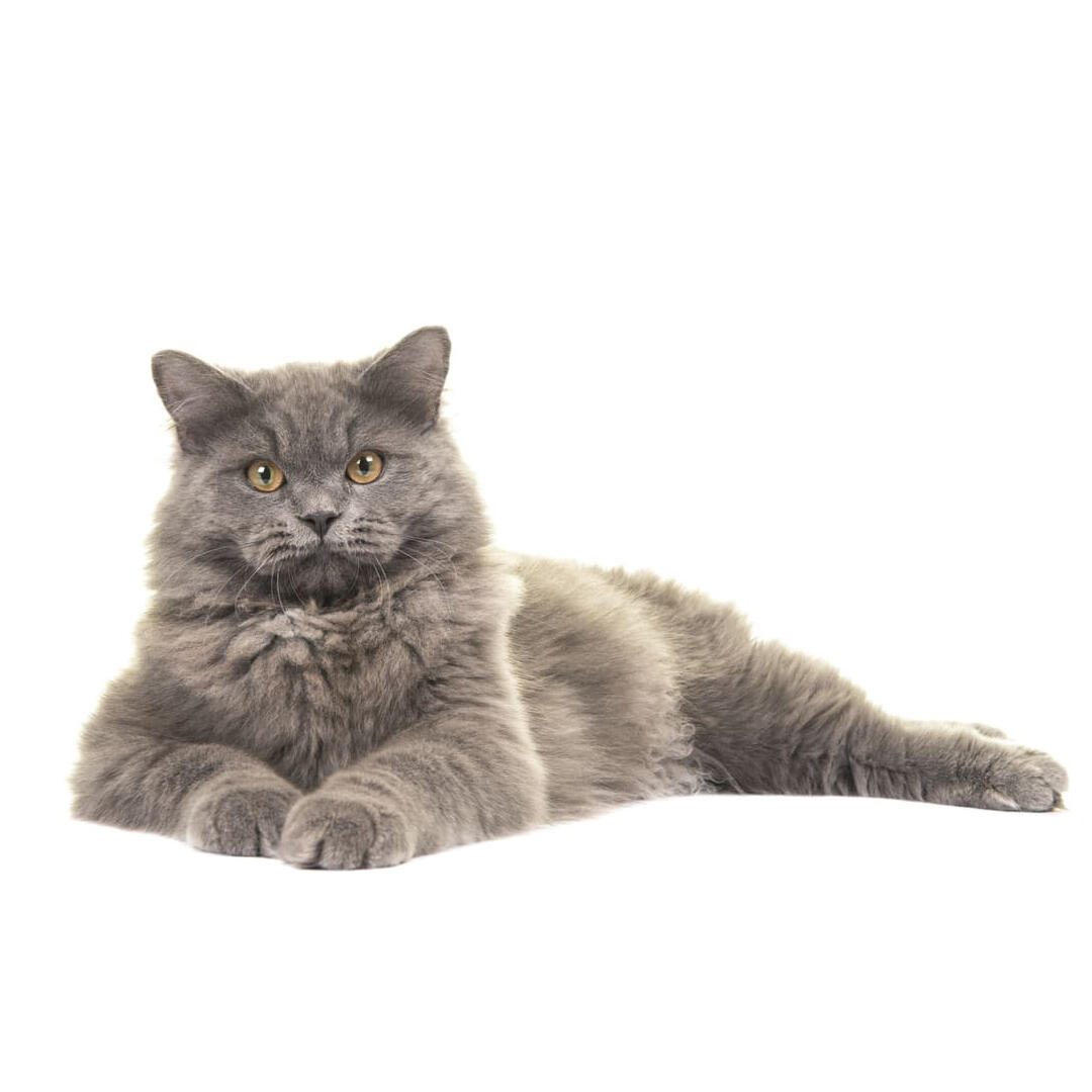 British Longhair Cat Breed Information| Purina