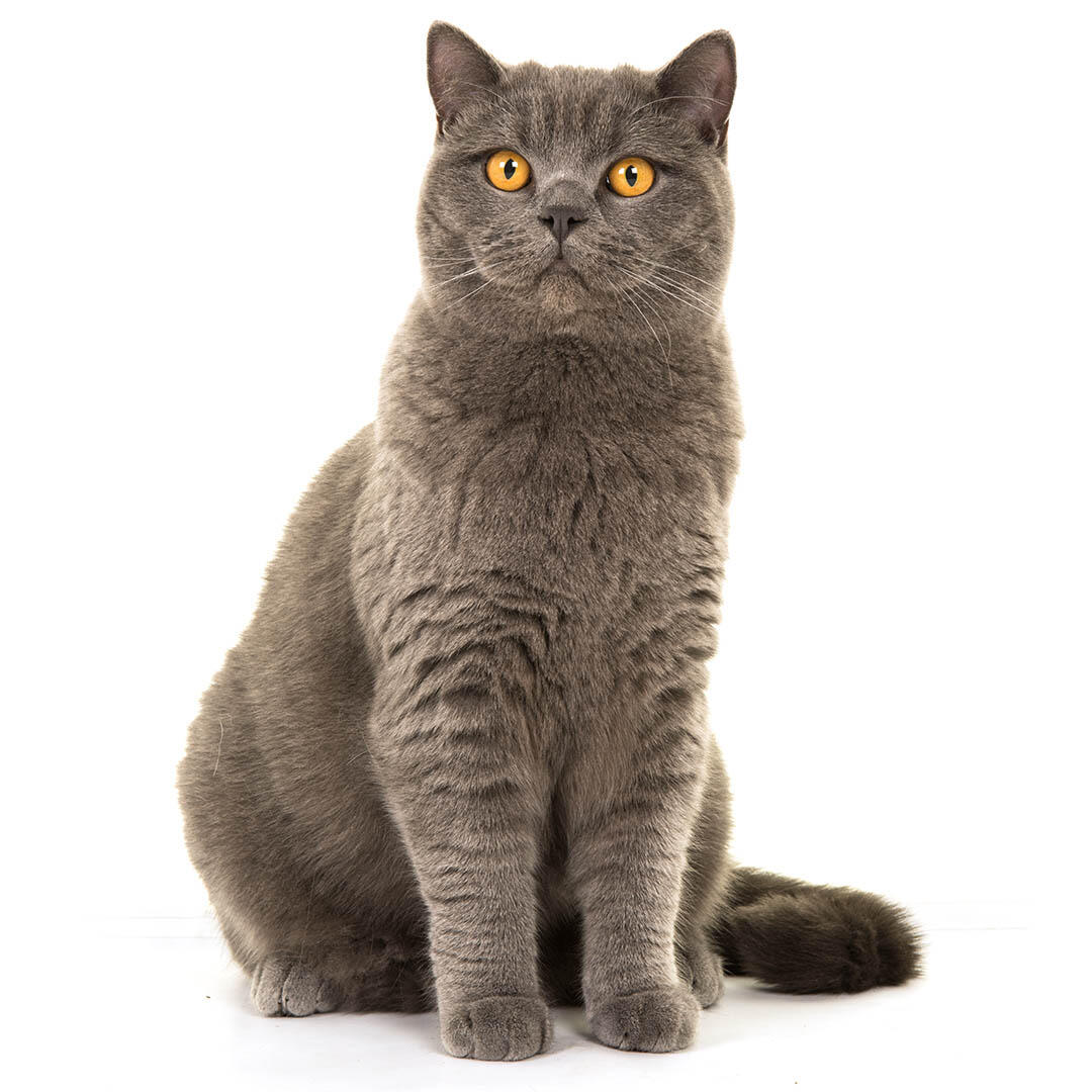 British Shorthair Cat Breed Information | Purina