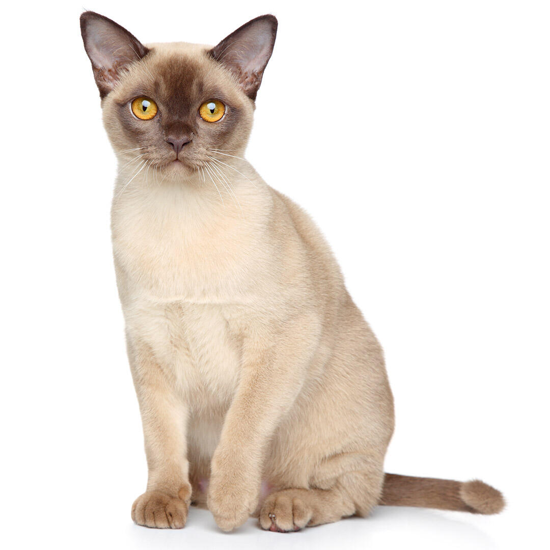 Burmese Cat Breed Information | Purina