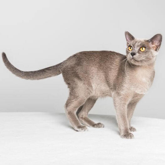 are burmese cats like dogs