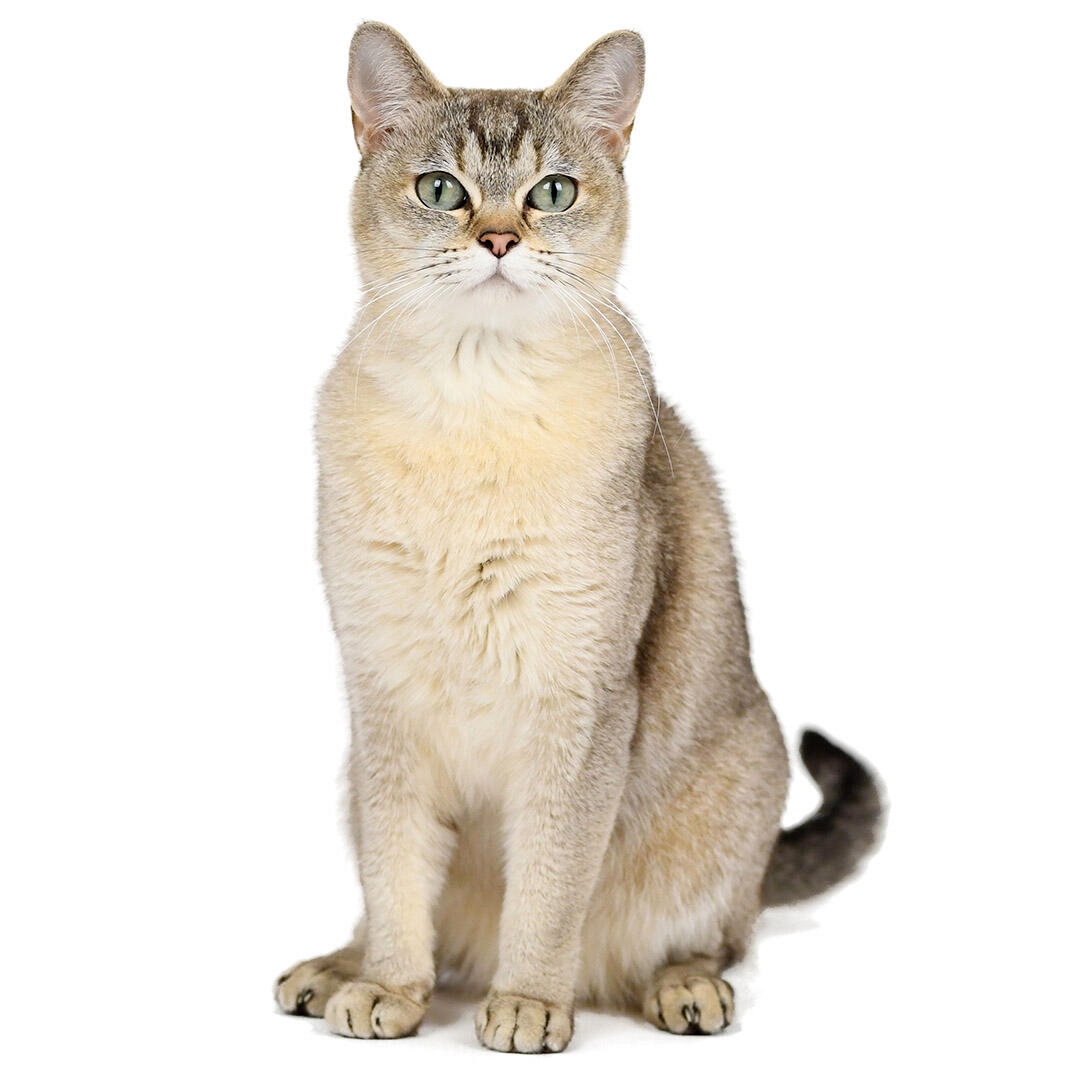 Burmilla Cat Breed