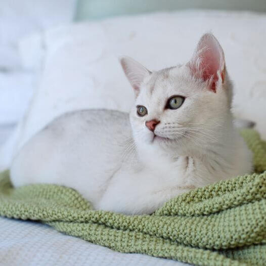 Burmilla Cat Breed