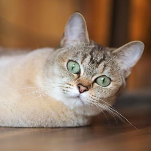 Burmilla Cat Breed