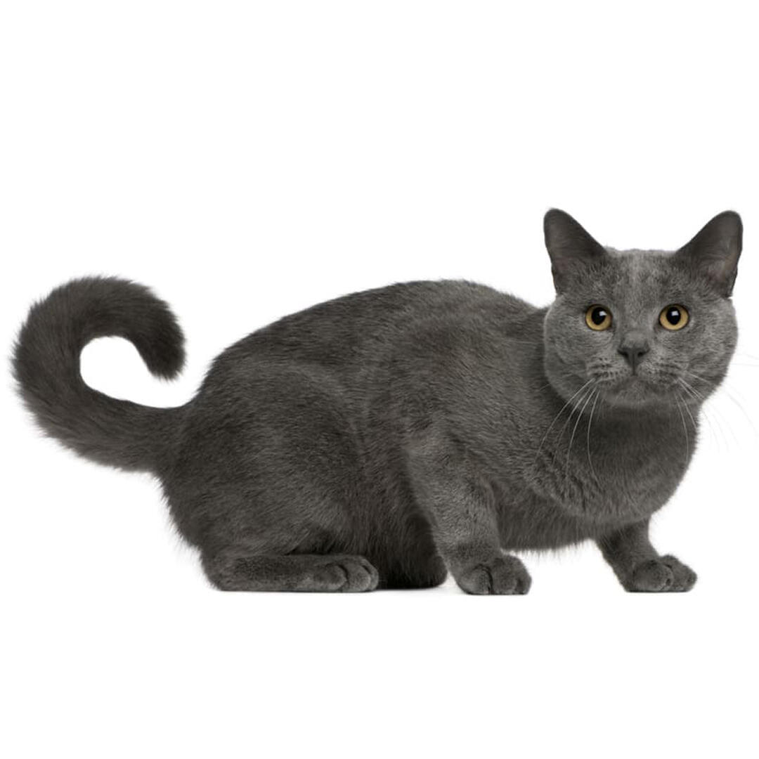 Chartreux Cat Appearance Character Care Breeding  