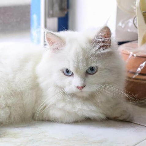 Chinchilla Cat Breed