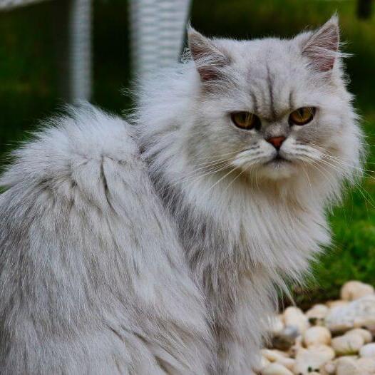 Chinchilla Cat Breed