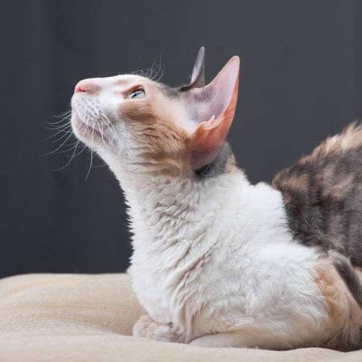 Cornish Rex Cat Breed