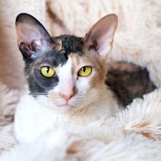 Cornish Rex Cat Breed