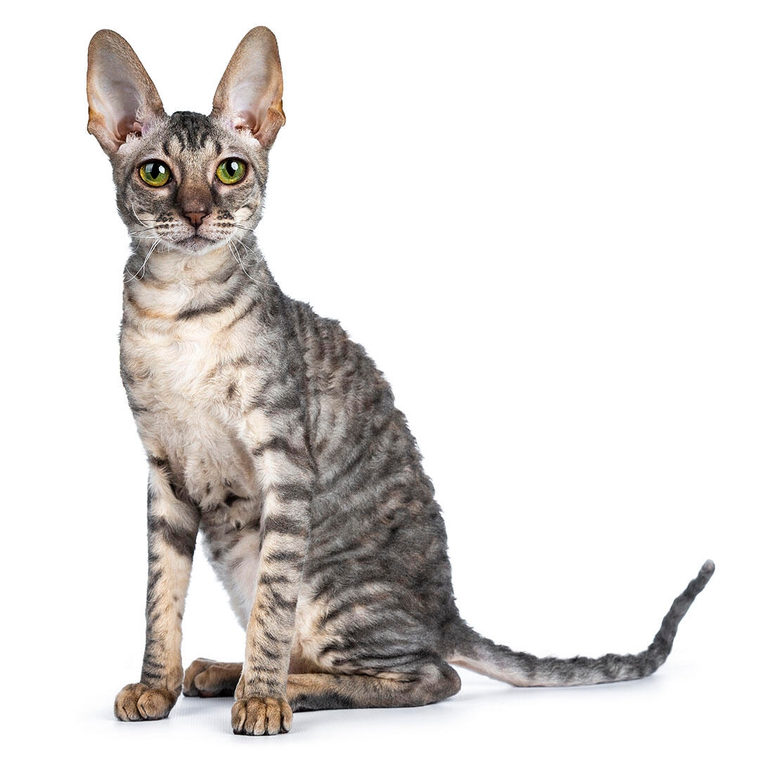 Cornish Rex Cat Breed