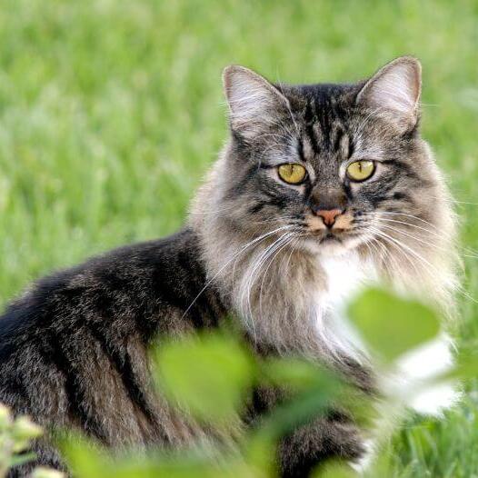 Cymric Cat Breed