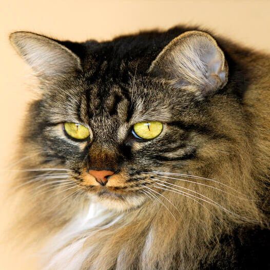 Cymric Cat Breed