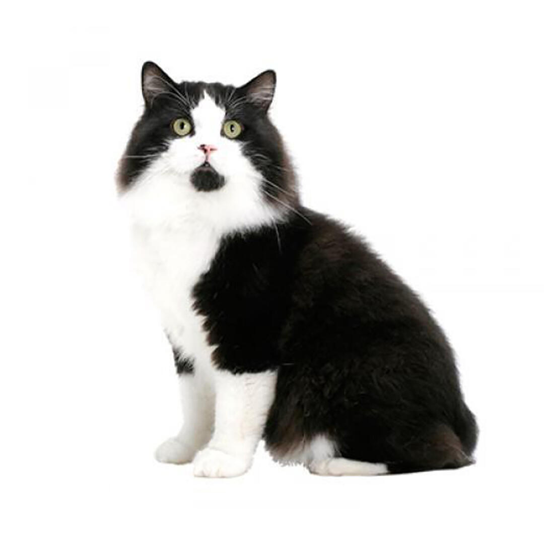 Cymric Cat Breed