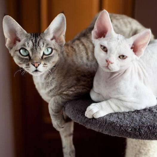 Devon Rex Cat Breed