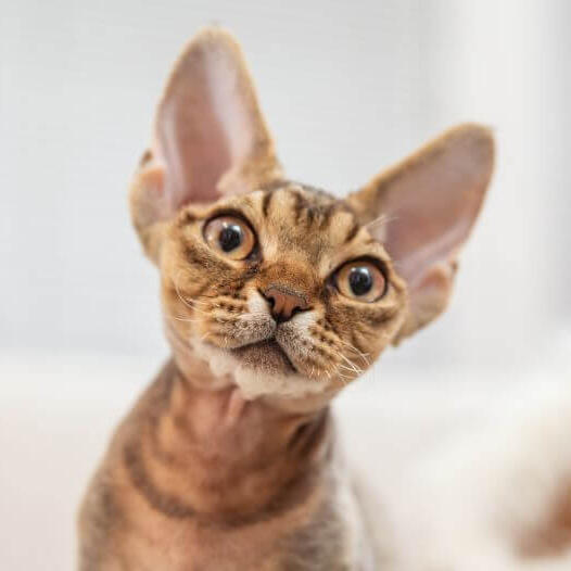 Devon Rex Cat Breed