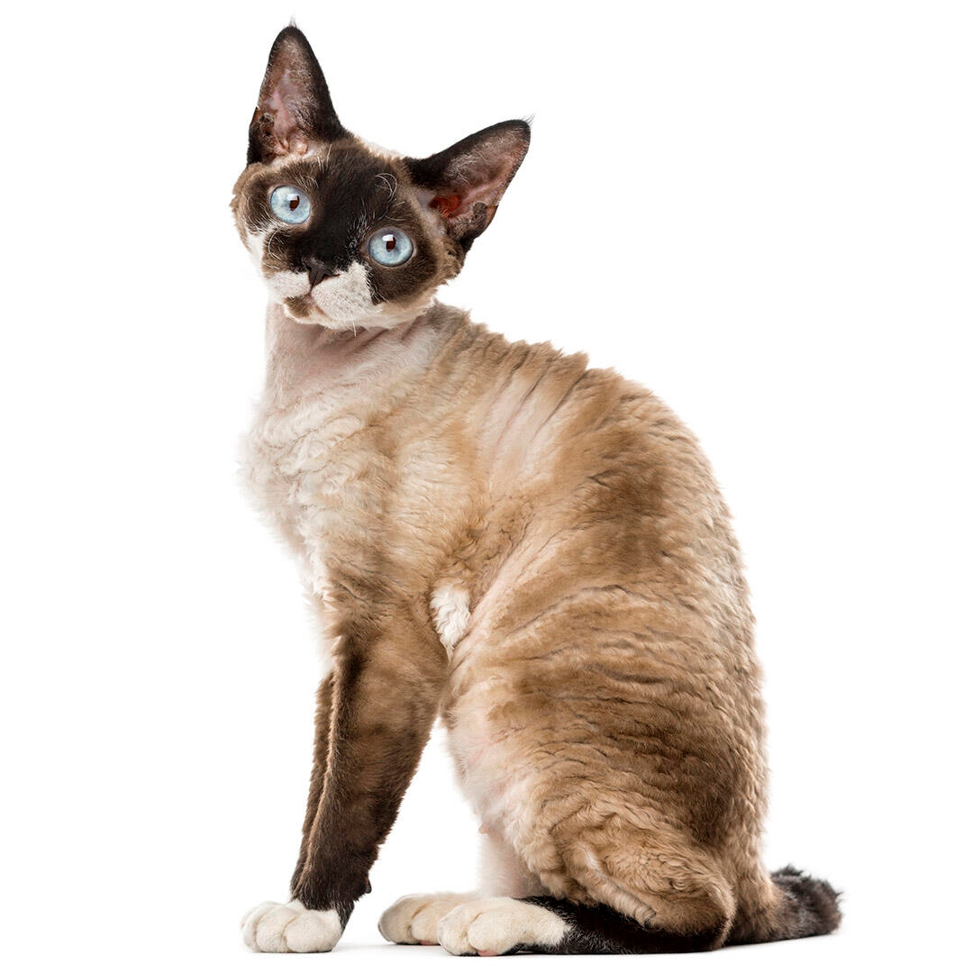 Devon Rex Cat Breed