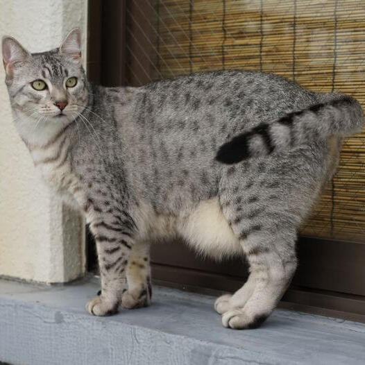 Egyptian Mau Cat Breed