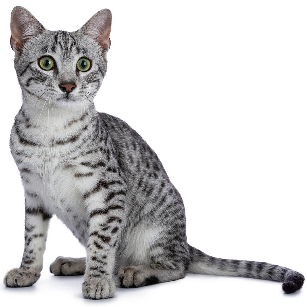 Egyptian Mau Cat Breed