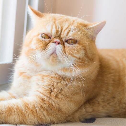 Exotic Shorthair Cat Breed Information | Purina