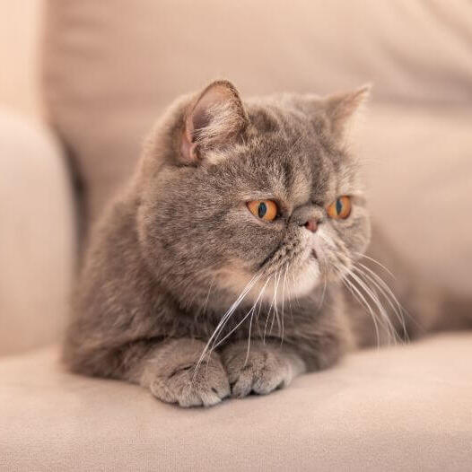 Exotic Shorthair Cat Breed Information | Purina Exotic Shorthair Cat Breed Information | Purina