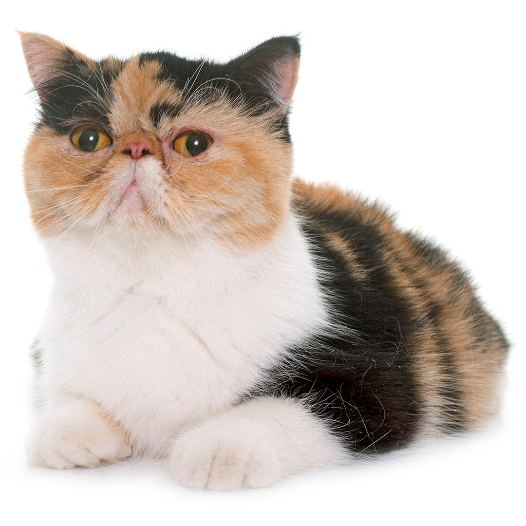 Exotic Shorthair Cat Breed