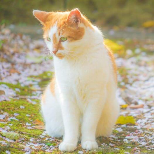 Japanese Bobtail (Long Hair) Cat Breed