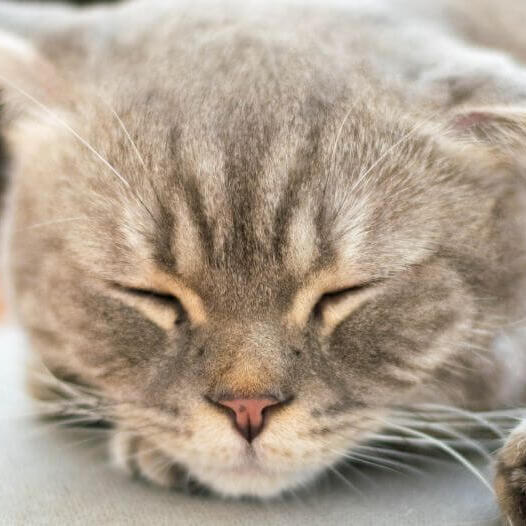 Japanese Bobtail (Long Hair) Cat Breed