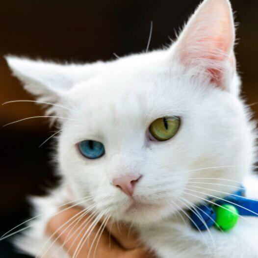 Japanese Bobtail (Short Hair) Cat Breed