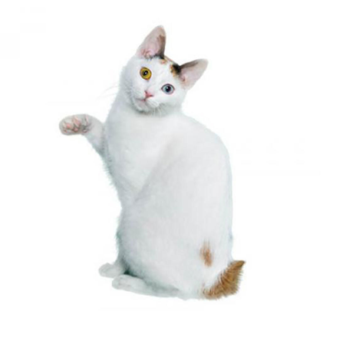 Japanese Bobtail (Short Hair) Cat Breed