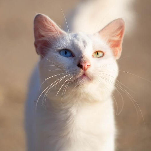 Khao Manee Cat Breed