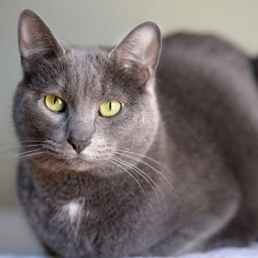 Korat Cat Breed