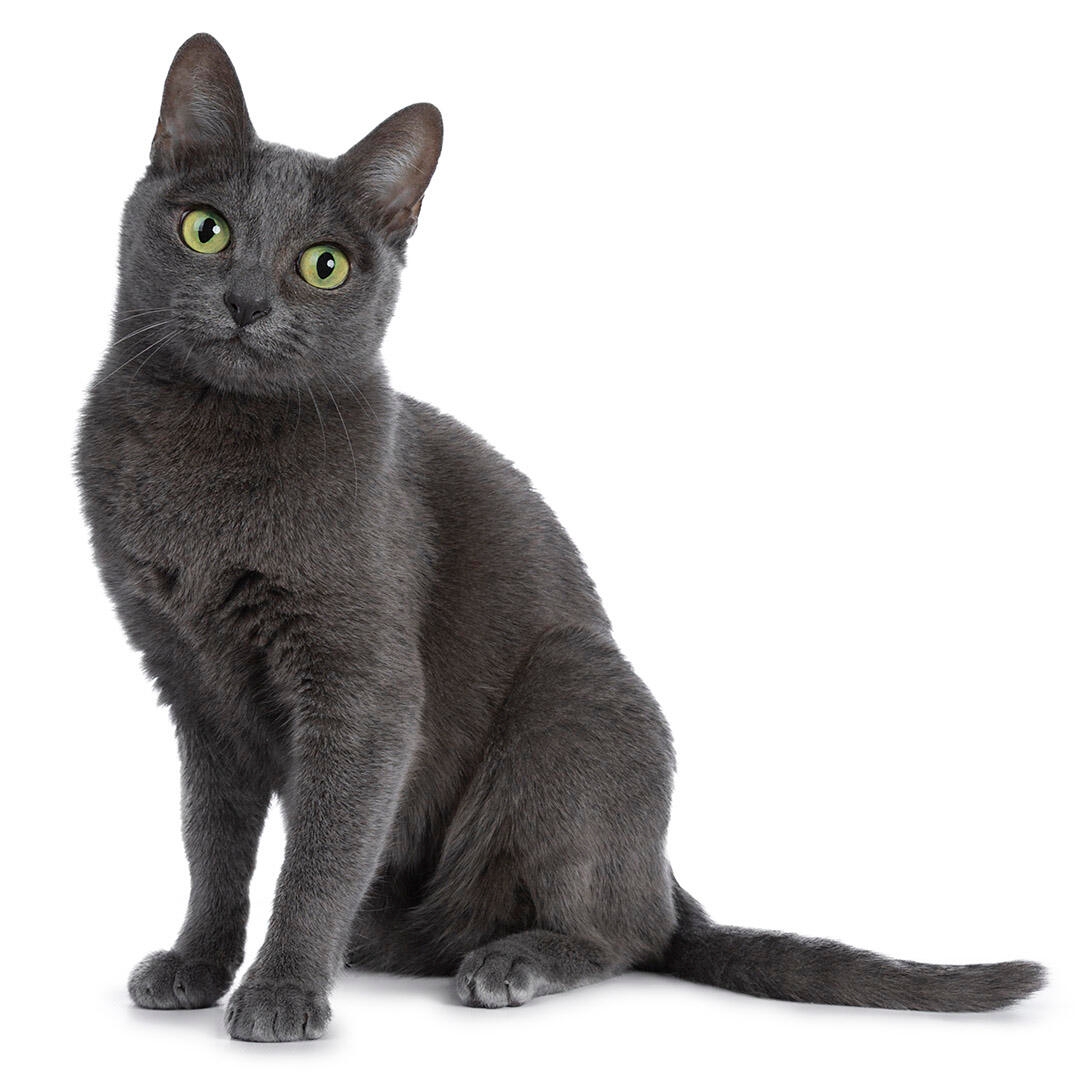 Korat Cat Breed