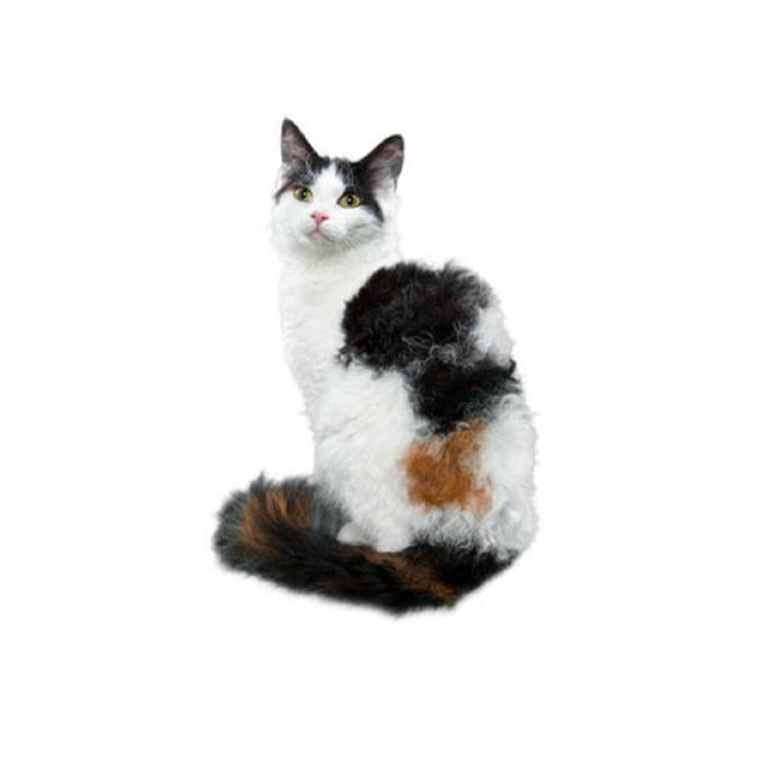 LaPerm Cat Breed