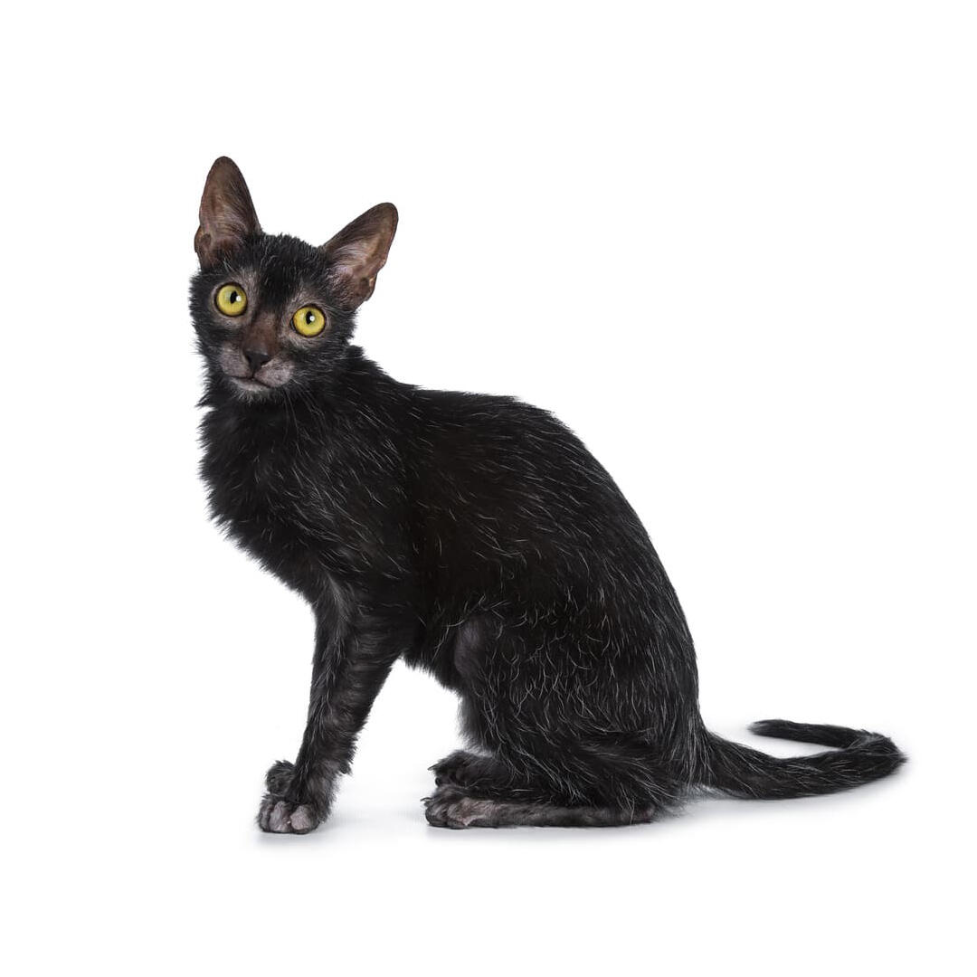 Lykoi Cat Breed