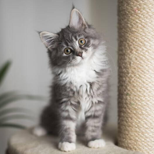 vinger slagader boiler Maine Coon Cat Breed Information | Purina