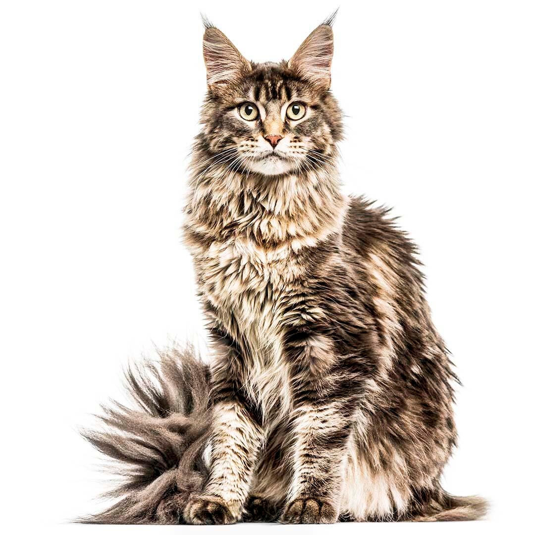 Maine Coon Cat Breed