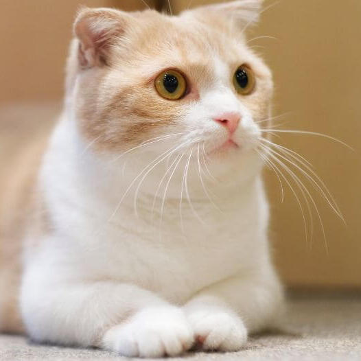Munchkin Cat Breed