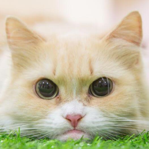 Munchkin Cat Breed