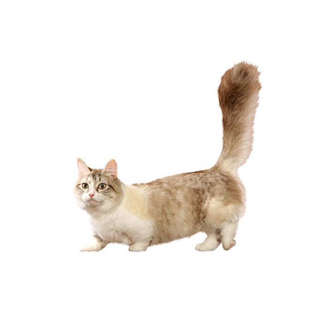 Munchkin Cat Breed