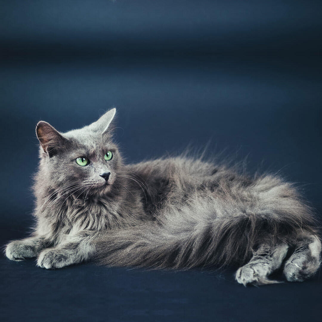 Siberian cat is the most popular breed in Russia. She is endowed with countless